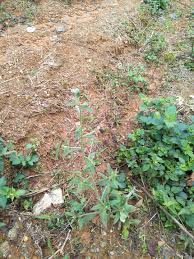 Image result for Cynoglossum coeruleum