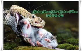 Mengalami mimpi berkenaan ular masuk tempat tinggal di dalam kode alam adalah pertanda mendapatkan informasi mengasyikkan. Kode Alam Ular Makan Tikus 2d 3d 4d Angka Erek Erek