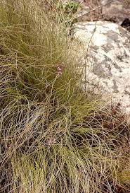 Image result for Polystachya songaniensis