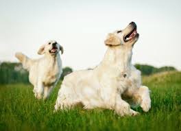 Feb 16, 2016 · if flies are targeting a specific area on your dog, say his ears, try applying petroleum jelly to the area to keep them from biting. How To Keep Flies Off Dogs Petmd
