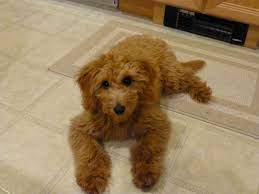 Red Goldendoodle Puppy At 4 Months Old Penny Adopted From 2013 Rivervalleydoodles Com Goldendoodle Puppy Red Goldendoodle Goldendoodle
