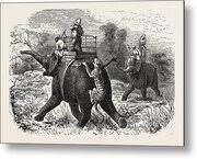 Tiger Hunting With Elephants In India Wood Print by English School - Fine Art America