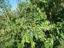 Image result for Sclerocroton