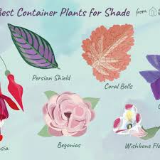 Blooms in abundance, and is an excellent choice if you have little time to tend your garden. 11 Great Shade Plants For Container Gardens