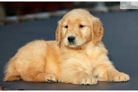 In fact, despite the former's platinum coloring, it is just as much a golden retriever as the darker dog. 50 Most Lovely Golden Retriever Puppy Pictures And Images