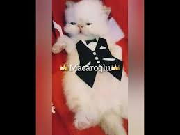 Fenomen Cins Kedi Yavrusu Youtube Kedi Fenomenler Youtube