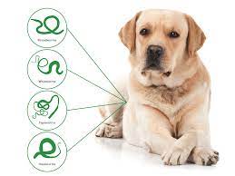 Learn why drontal® plus is treats: Drontal For Dogs Vetoquinol Pet Uk