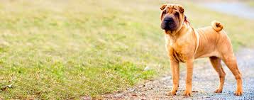 Other countries on the continent also have unusual names for their pets. Chinese Shar Pei Dog Names Popular Male And Female Names Wag
