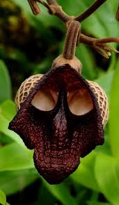 Maybe you would like to learn more about one of these? 97 Amazing Unique Beautiful Flowers Ideas Beautiful Flowers Unusual Flowers Flowers