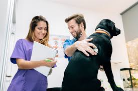 If you have no prior experience with animals and you can't find a veterinary service that's willing to train you on the job, consider applying for a clerical or even a cleaning job first to get your. Veterinary Technician Job Description Template Ziprecruiter
