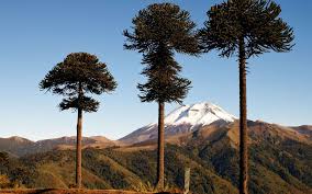 Image result for Arauk rie Araucaria