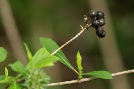 Image result for Pavetta gracillima