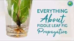 Everything About Fiddle Leaf Fig Propagation Fig Plant Fiddle Leaf Fig Fiddle Leaf