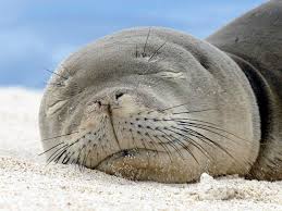 Hawaii State Mammal Hawaiian Monk Seal Monk Seal Hawaiian Monk Seal Ocean Habitat