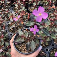 Image result for Porphyrostemma