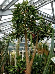 Image result for Brasiliopuntia