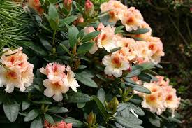 Mary Lou Sunny Side Nursery 5 Feet Standard Leaves Rhododendron 15 Flowers Shamrock Flower