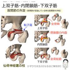上双子筋・内閉鎖筋・下双子筋の起始・停止（gemellus, obturator internus） | 徹底的解剖学（かずひろ先生 解剖学）