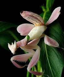 Como Cuidar De Orquideas Clique E Assista O Video Orquidea Orquidea Orchid Mantis Water Culture Orchids Orchid Wallpaper
