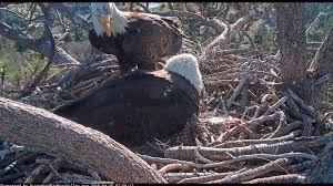 One of two eggs belonging to big bear's resident mating pair of bald eagles starting hatching on thursday evening. 2 Bald Eagle Eggs Hatch In California Mountains Abc News