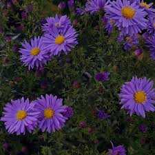 Check spelling or type a new query. Flowers Retro And Aesthetic Image 6393060 On Favim Com