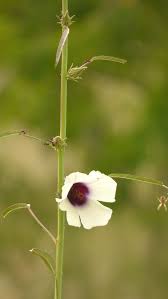 Image result for Sopubia mannii