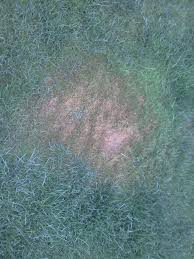 In den sommermonaten wächst und gedeiht der rasen prächtig. Rasen Wachst Quer Wilde Rasen Rispe Robomaeher De