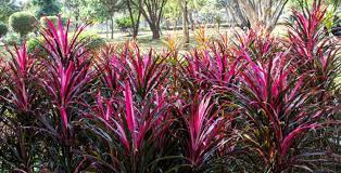 I've made a list of plants that do well in our southern heat. Top 10 Drought Tolerant Plants You Should Grow Hoselink