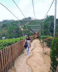 Sebenarnya kebun teh ini merupakan tempat mata pencaharian penduduk di sekitar pagerhajo. Bukit Ngisis Kulon Progo Sensasi Puncak Perkebunan Teh Yang Sejuk