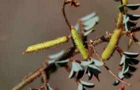 Image result for Indigofera adenoides