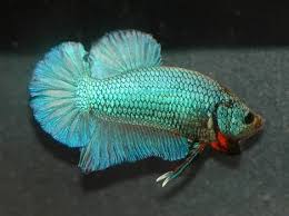 Green betta fish full green betta fish are quite rare. Types Of Betta Fish By Tail Pattern And Color With Photos