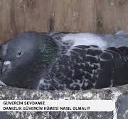 AYDIN ATAMANA GÖRE DAMIZLIK GÜVERCİN NASIL YETİŞTİRİLMELİ VE DAMIZLIK  GÜVERCİN KÜMESİ NASIL OLMALI ?