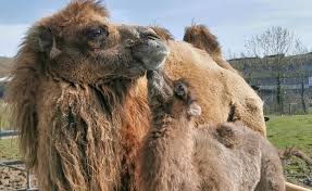 (metallic thread is tricky, but so pretty!) posting a new meme every day until the end of the year (23/100). Khoomii The Camel Is Over The Hump A Story Of Ups And Downs And A Happy Ending At Noah S Ark Zoo Destinationbristol