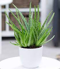 Wer so einmal das giessen vergisst, findet in ihr eine pflegeleichte und nicht nachtragende pflanze: Aloe Vera Im 12 Cm Topf Grunpflanzen Bei Baldur Garten