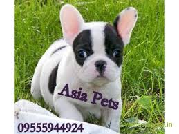 Harnesses └ dog supplies └ pet supplies all categories antiques art baby books, comics & magazines business, office & industrial cameras & photography cars, motorcycles & vehicles clothes, shoes & accessories beautiful brown leather dog harness with french bulldog head motif. French Bulldog Puppy For Sale In Nagpur Best Price