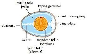 Salah satu yang menarik untuk dibudidayakan ialah ayam kate. Bagian Bagian Telur Ayam Serta Fungsinya Brainly Co Id