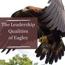 When it rains, most birds head for shelter; 5 Positive Leadership Traits People Can Learn From Eagles Toughnickel