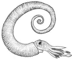 Image result for Ancylobothrys amoena