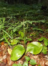 Image result for Zeuxine elongata