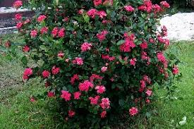 Image result for Ixora coccinea