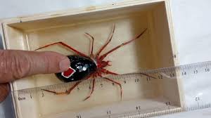Other well known american spiders are the widow spiders. The Biggest Red Widow One Of The Most Venomous Spiders Youtube