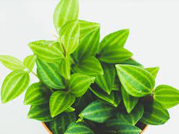 Our product range also comprises of asphalt drum mix plant. Ikea Himalayamix Plant Species Care Plant Index