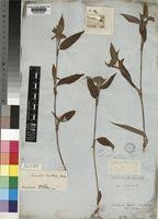 Image result for Commelina bracteosa