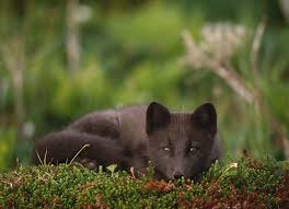 Foxes are found all over the world. Arctic Fox In Summer Coat Alopex Photograph By Nhpa