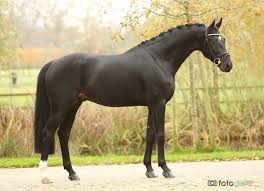 Tolegro Warmblood Horses Dressage Horses Warmblood Horses Dressage