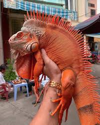 Iguana 2020