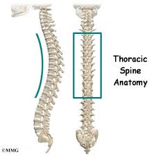 How to use backbone in a sentence. Thoracic Spine Anatomy Orthogate