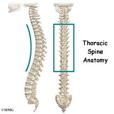 Mariam stepanyan, art director 27th december 2019. Thoracic Spine Anatomy