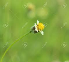 Clover is an invasive lawn weed that easily outcompetes weak grass in undernourished soil. Little White Flower With Yellow Pollen Little Iron Weed Grass Stock Photo Picture And Royalty Free Image Image 60720632