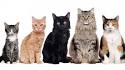 Different Types of Cats - Cat Appy